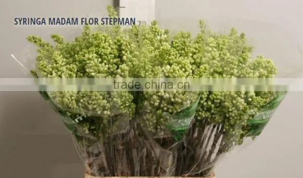 SYRINGA MADAM FLOR STEPMAN