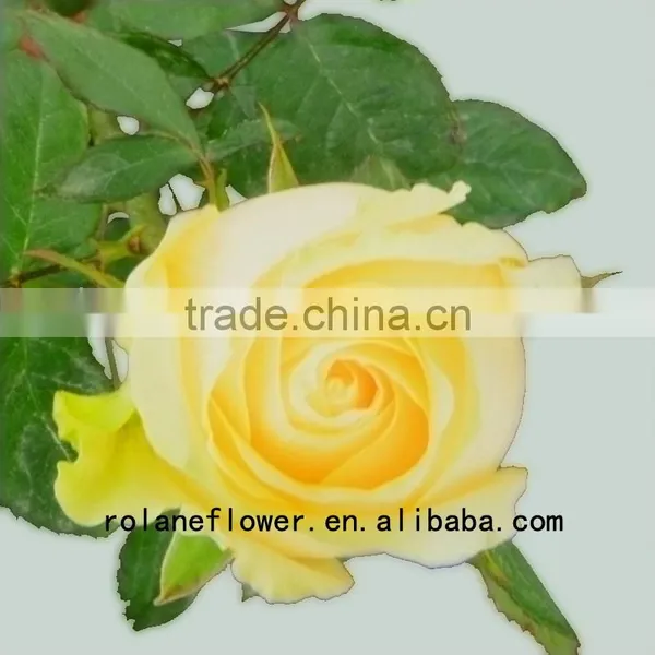 Newest Dubai Fresh Flower Importers Artificial Rose Plant Peach Avalanche Rose for Home Farms Directly Supply photo-4
