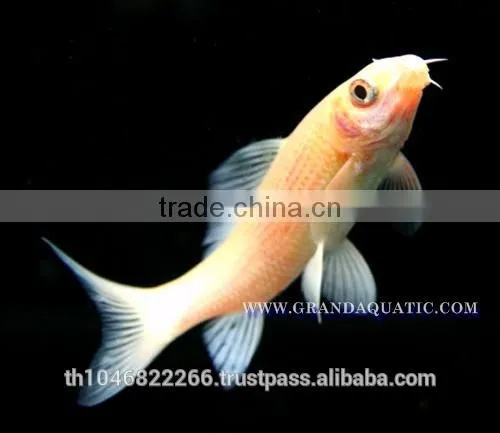 Black Shark Albino Fish Farm For Sale / Aquarium Fish Thailand photo-3