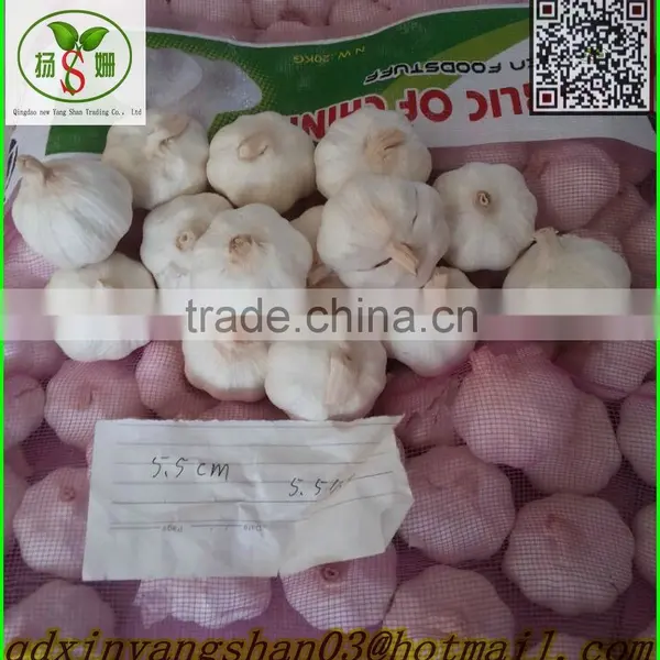 (A A A ) Pure White Garlic/Fresh Garlic photo-5
