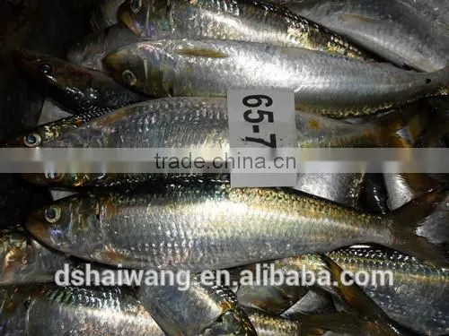 Sardine for Fish Bait From China Size 60 - 70 Pcs/ctn photo-4