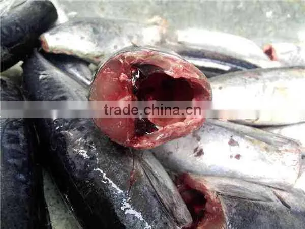 New HGT Frozen Bonito Fish and Auxis Thazard photo-2