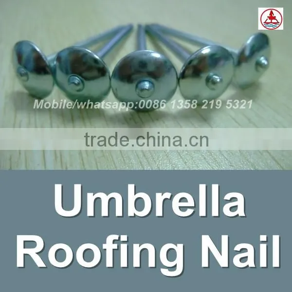 China 1 Lb. Electro Galvanized Roof Nail photo-2