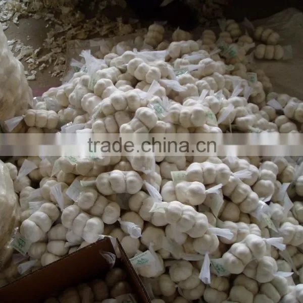 Fresh White Garlic photo-2