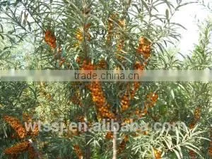 Organic.High Quality,Wild Sbt Pulp Oil Based On Pure Natural Raw Material photo-2