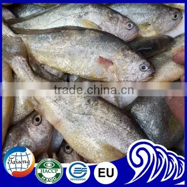 Frozen Yellow Croaker Fish on Sale photo-4