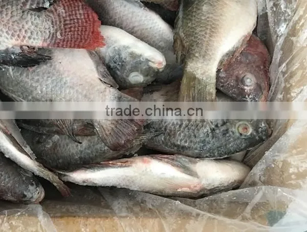 Chinese Factory Price of Frozen Black Tilapia photo-5
