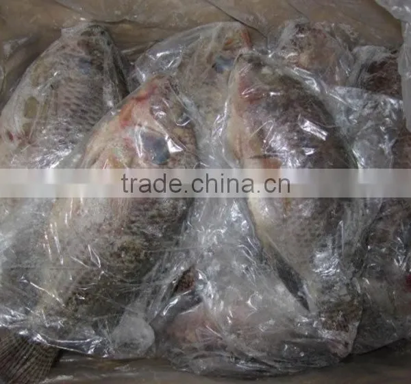 Frozen Fish Price Filete de Tilapia Precio