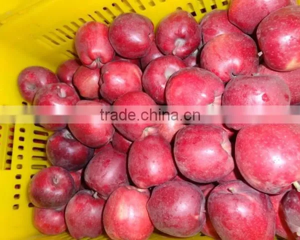 HUANIU APPLE photo-5
