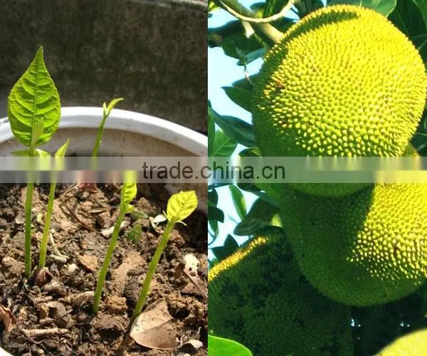 Jackfruit Trees photo-3