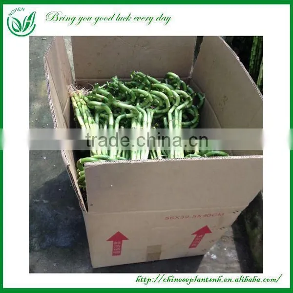 Lucky Bamboo photo-5