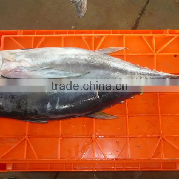 Yellowfin Tuna