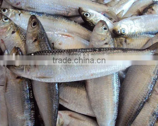 Seafood Sardine Fish photo-2