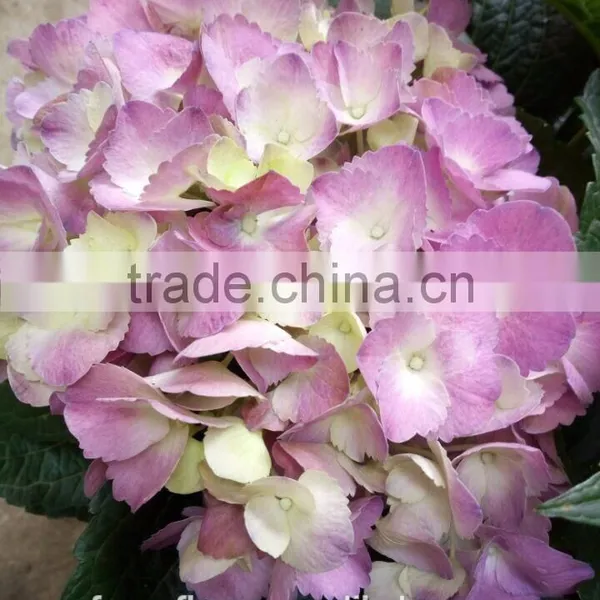 Fresh Artifical Light Pink Hydrangea For Export photo-3