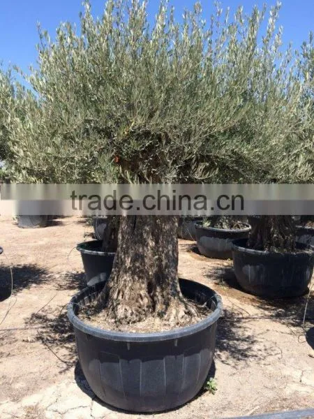 Olive Tree Olea Europaea Bonsai photo-3