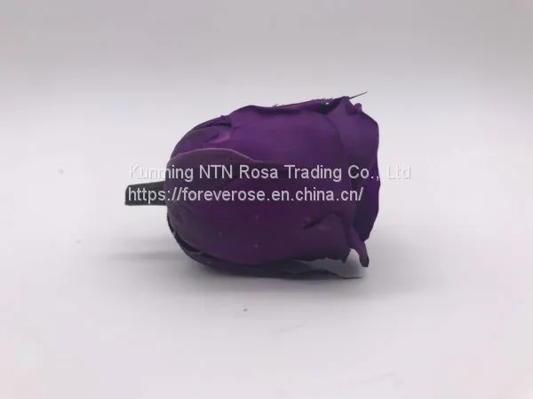 A Grade Fresh Cut Roses Preserved Flower From Ecuador Wholesale Longlasting Flower photo-4