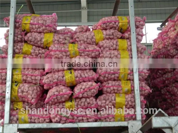 Factory Price Chinese Natural Red Garlic(normal White Garlic, Purple Garlic, White Garlic) photo-3