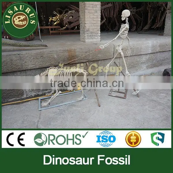Lisaurus-C-Nice Dinosaur Skeleton Fossil photo-2