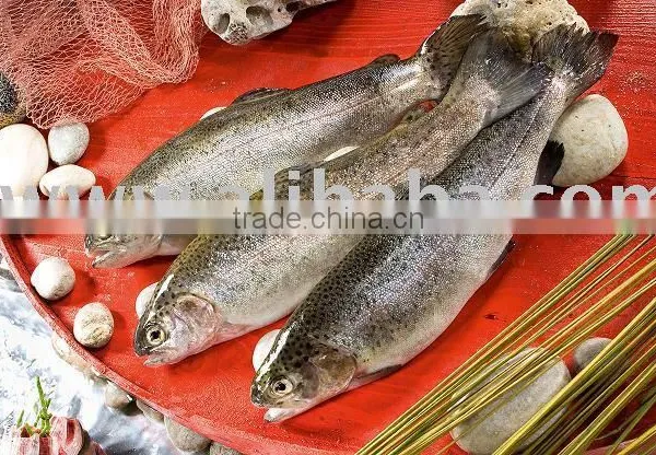 Rainbow Trout