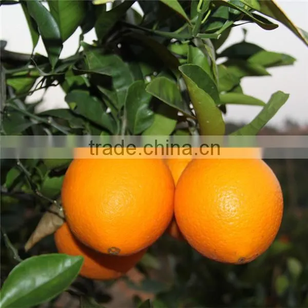 Fresh China Navel Orange for Sale