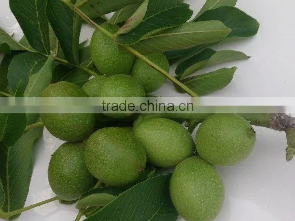 Walnut Saplings Available... photo-6