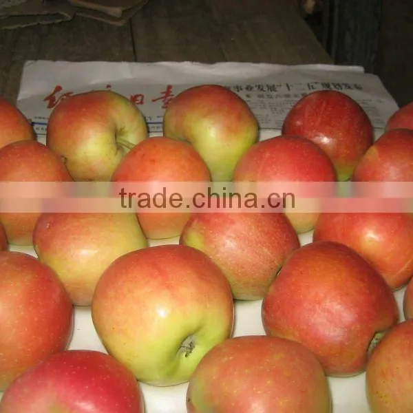 2013 china hot delicious gala apple in season