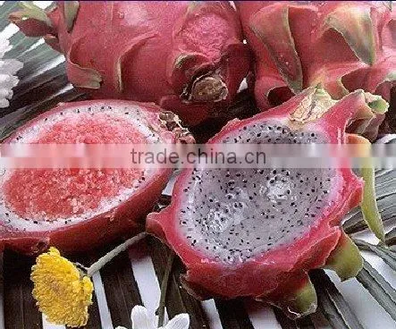 Frozen Dragon Fruit Shell