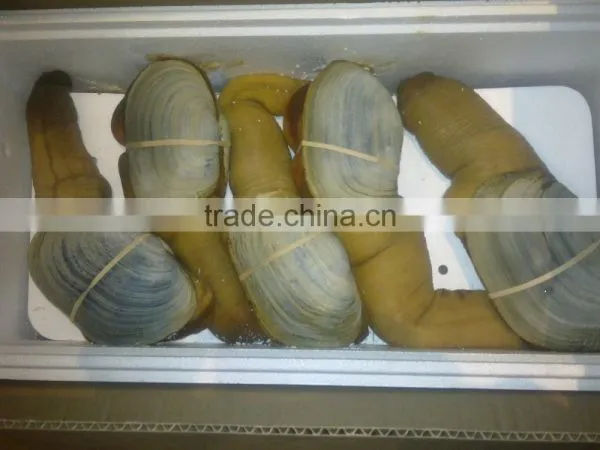 Live Geoduck (canadian) photo-2