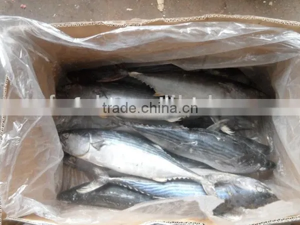 Frozen Bonito