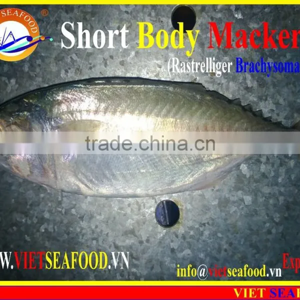 FROZEN SHORT BODY MACKEREL WHOLE ROUND photo-4