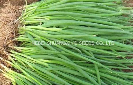 Hot Sell Hybrid Vegetable for Resistance Scallion Seeds Green Chinese Onion Chinese Shallot Seeds photo-2