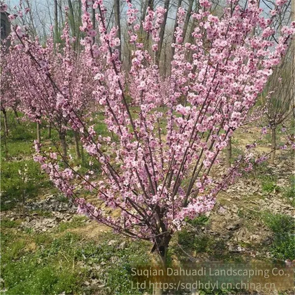 Price of 3 - Centimeter Mei Flowering Plum, Affordable, Guarantee Survival Rate photo-5