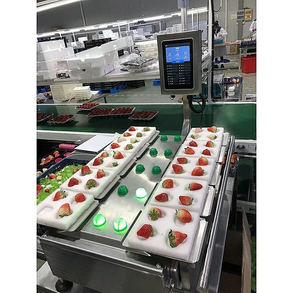 Manual 12 Heads 14 Heads Weighing Scale for Banana Apple Mango Fruit photo-5