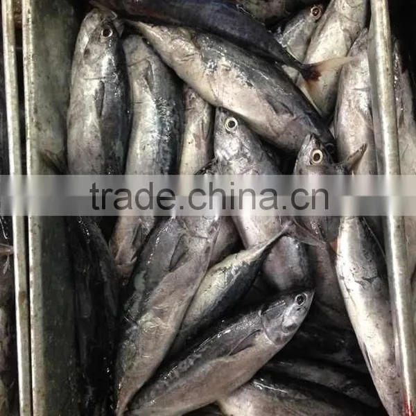 Small Size Sea Frozen Bonito Fishing Products photo-3