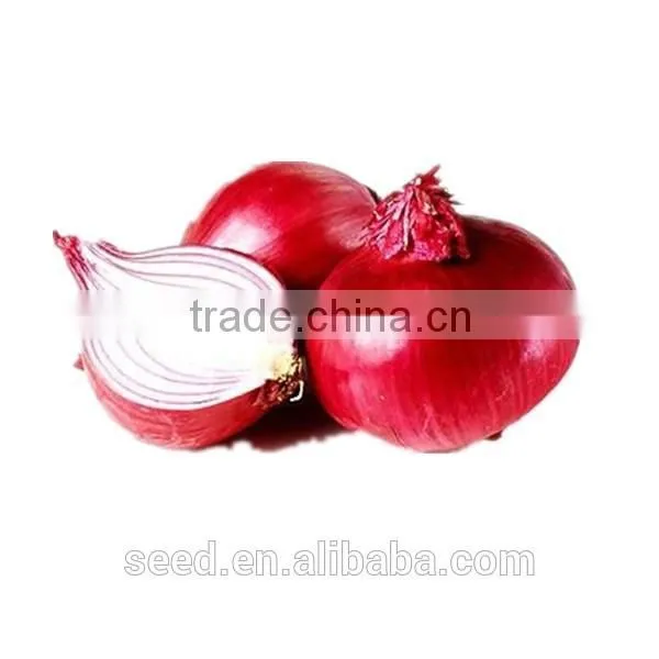 New Bred Red Onion Seeds SXO No.1