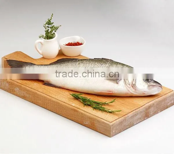 Mediterranean Seabass
