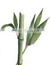 Bamboo Leaf Extract Powder