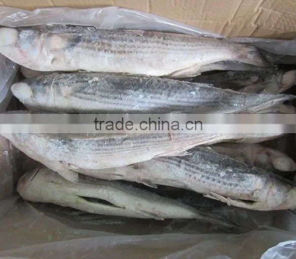 Frozen Grey Mullet Fish Whole Round photo-4