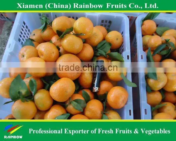 Shatang Mandarin photo-5
