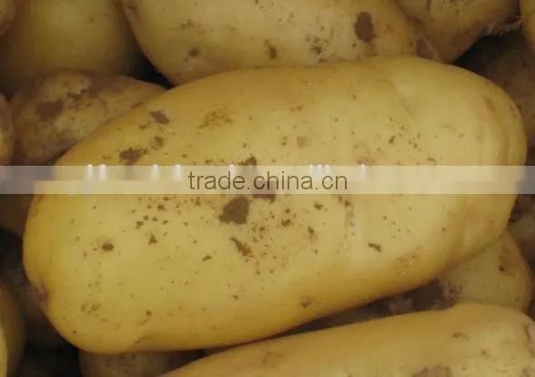New Crop Fresh Shandong Potato for Sale photo-4