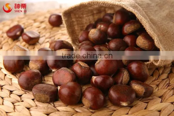 Fresh Chestnut photo-6