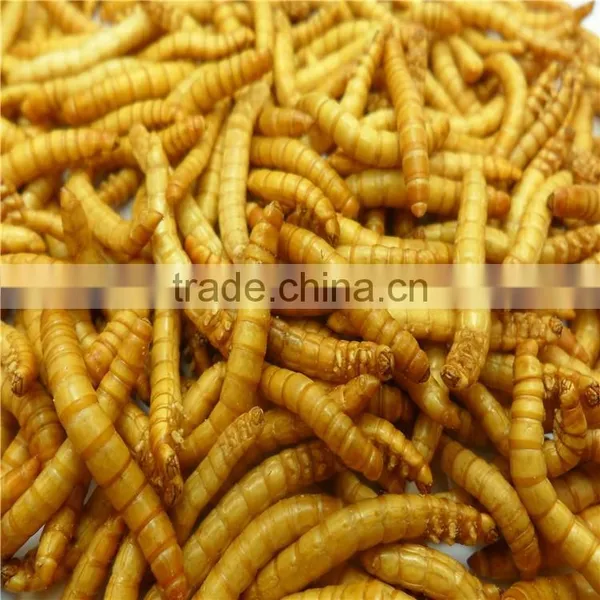 Canary Bird Feed With Long Service Life photo-4