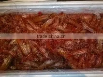 Live Spot Prawn photo-2