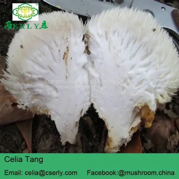 Mushroom Professional Manufacturer Supply Lions Mane Mushroom photo-2