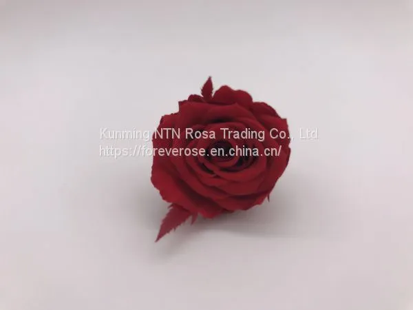 Factory Supply Wholesale A GRADE Best Quality China Preserved Roses photo-2
