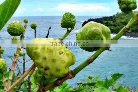 First and Best Quality Noni Powder at Your Door Step photo-3