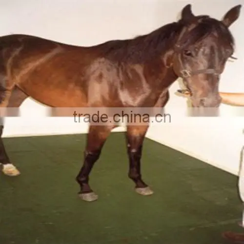 Steel Horse Stables