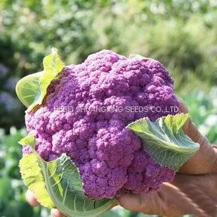Wholesale High Quality Hybrid Seeds for Purple Cauliflower photo-3