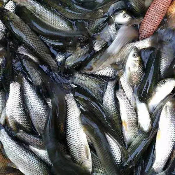 Fish