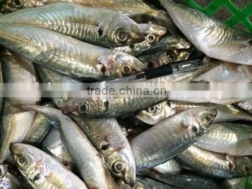 Horse Mackerel Supplier From China With Size 70 -90 g / Pcs photo-2